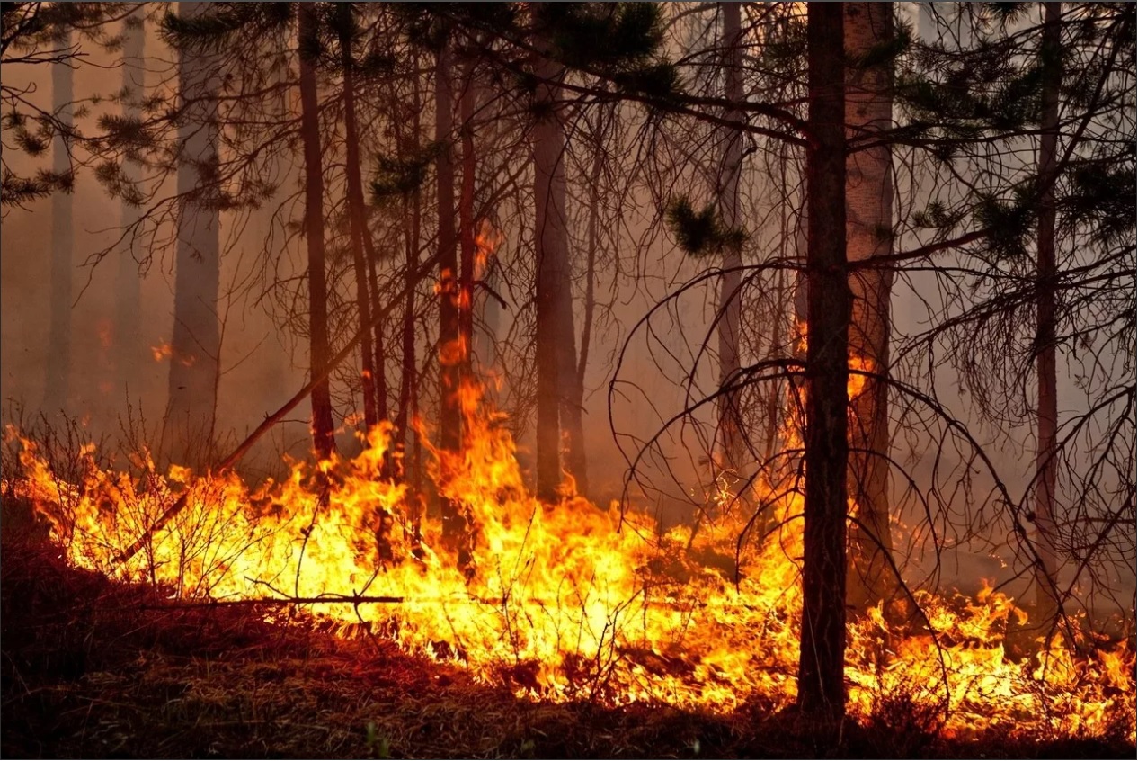 Памятка населению по действиям при лесных пожарах