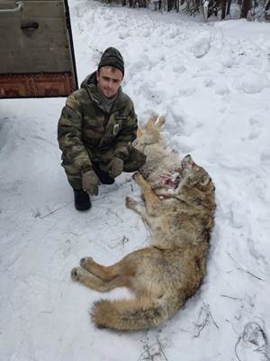 В окрестностях Выдрино отстрелили волков