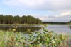 Вода в лесогорском озере опасна для здоровья
