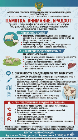 Об инфекционном заболевании овец – брадзоте!