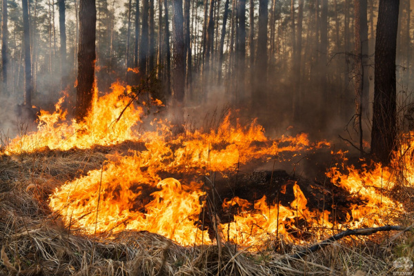Ужесточена ответственность за пожары в лесах