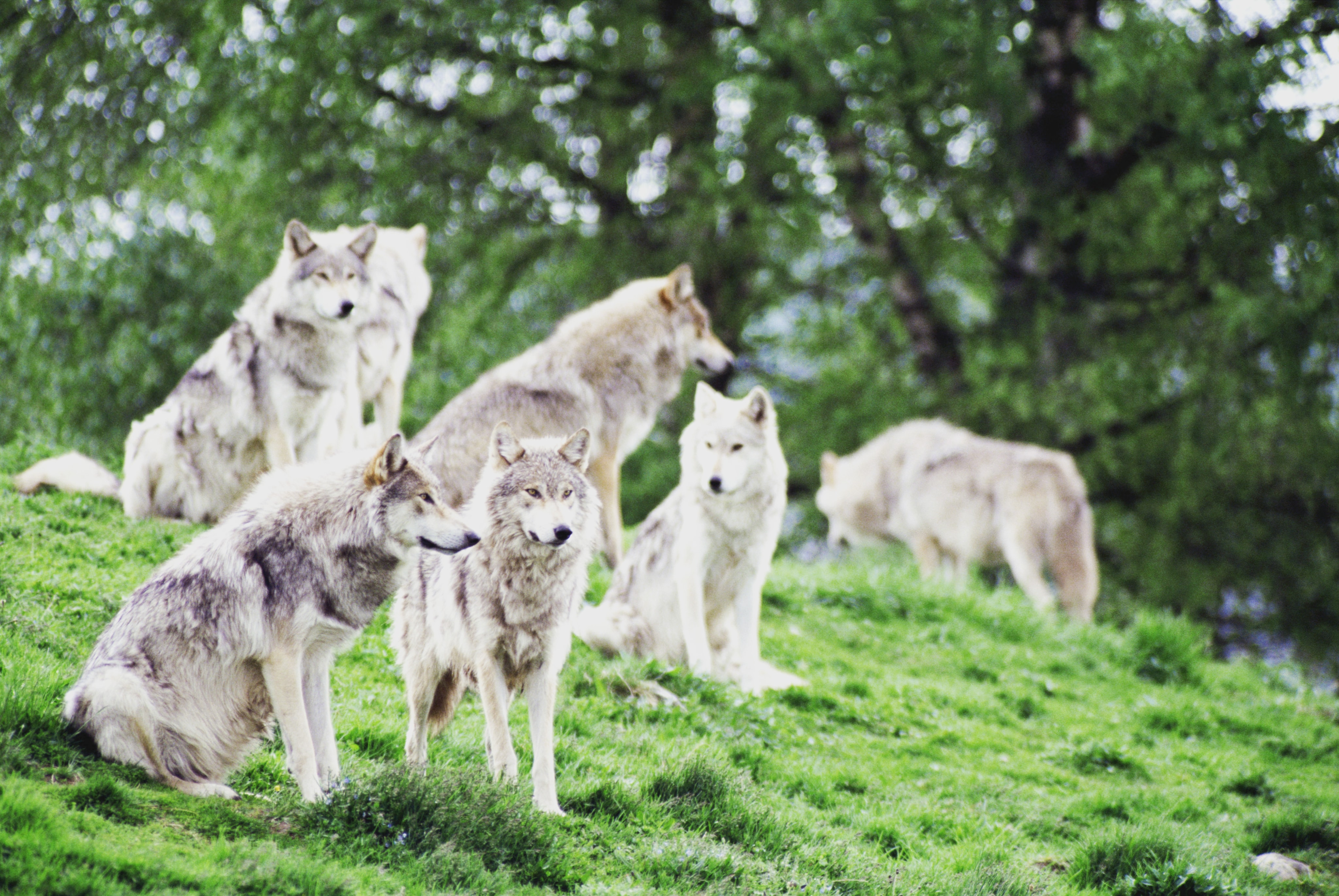 В лес не ходить: популяция волков в Качугском районе кратно превышает допустимое количество