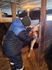 В округе идет плановая вакцинация КРС
