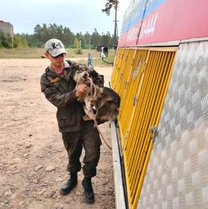 За три года району выделено на отлов собак почти 4 млн рублей