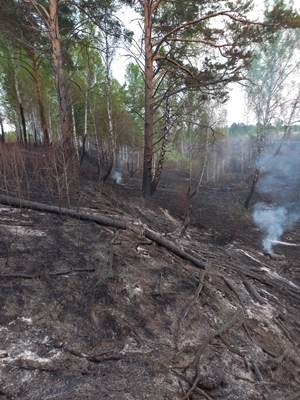 Пожар в лесах Минобороны локализован