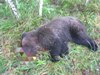 Медведя рядом с Парчумом ликвидировали