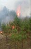 В округе зарегистрирован одиннадцатый лесной пожар
