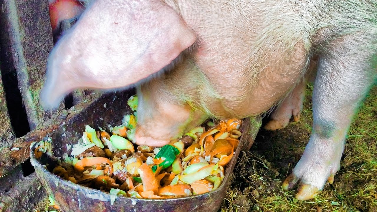 О запрете использования пищевых отходов для кормления свиней 