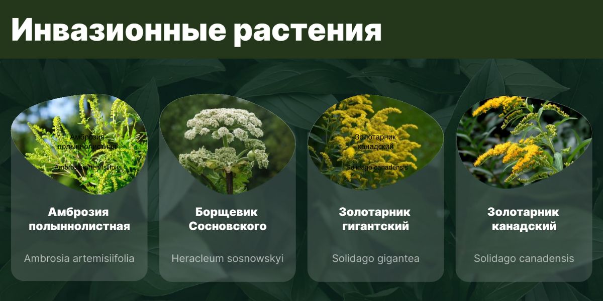 Информационная справка «опасные виды инвазивных (чужеродных) растений»