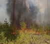 В районе действуют два лесных пожара