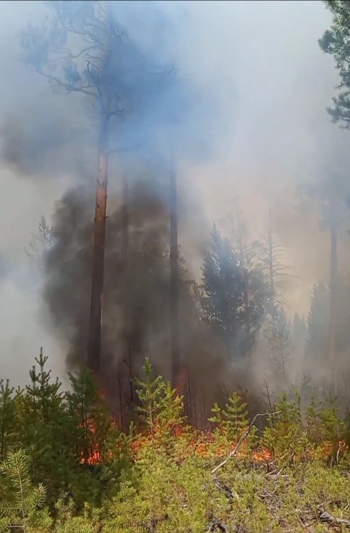 В районе действуют два лесных пожара