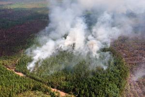 В лесах области прогнозируется высокий и чрезвычайный классы пожароопасности