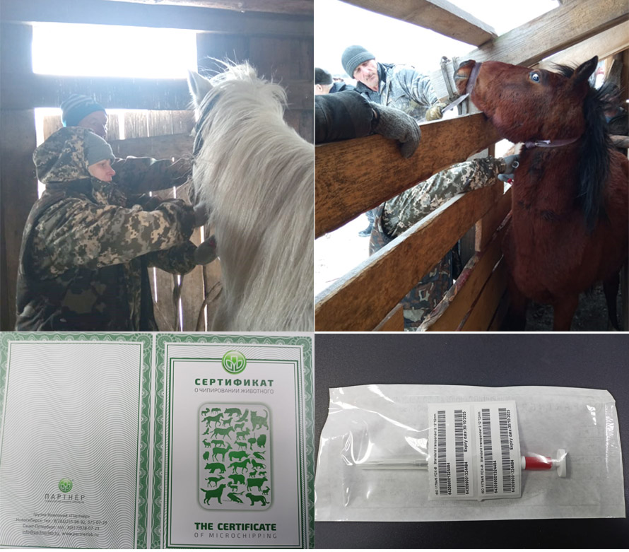Специалисты Тайшетской СББЖ провели первое чипирование лошадей