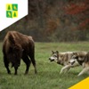 В Иркутской области, численность волков более чем в два раза превышает допустимый показатель