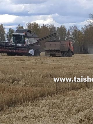 Аграрии Тайшетского района завершают уборочную кампанию