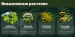 Информационная справка «опасные виды инвазивных (чужеродных) растений»