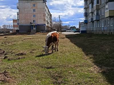 Администрация проводит сходы жителей по организации выпаса сельхозживотных