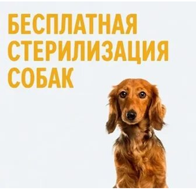 В ветеринарной клинике ОГБУ Тулунская СББЖ проводится запись на бесплатную овариогистероэктомию (удаление матки и яичников) у сук, а так же бесплатное чипирование сук и кобелей
