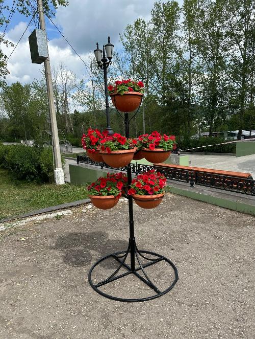 Город Железногорск украсили цветочными кашпо с цветами петуниями.