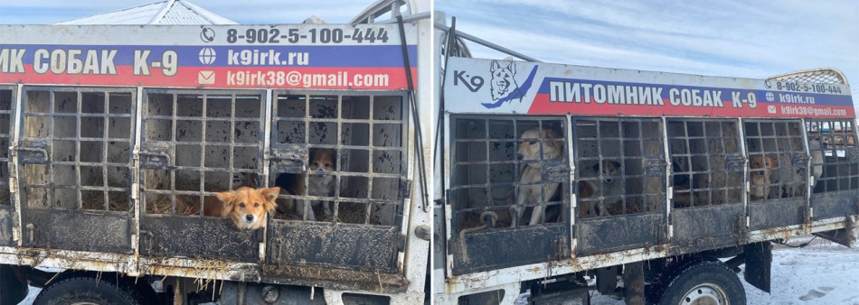 Продолжается отлов уличных собак