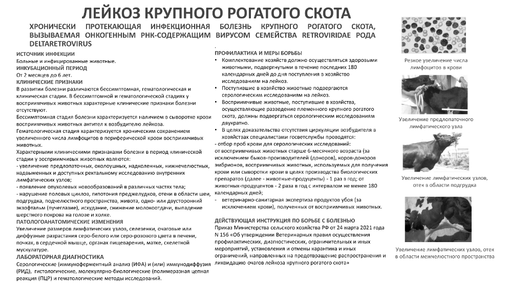 Лейкоз крупного рогатого скота