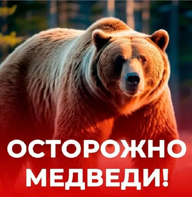 В Иркутской области с 18 сентября 2026 года вводится режим повышенной готовности из-за участившихся выходов медведей к населённым пунктам