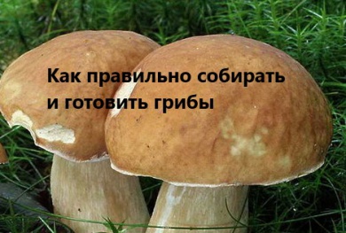 Рекомендации гражданам: Как выбирать и готовить грибы