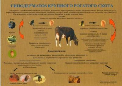 Специалисты службы ветеринарии Иркутской области разработали для муниципальных образований памятки по недопущению распространения заразного узелкового дерматита у крупного рогатого скота, содержащегося как в сельхозпредприятиях и крестьянских (фермерских)