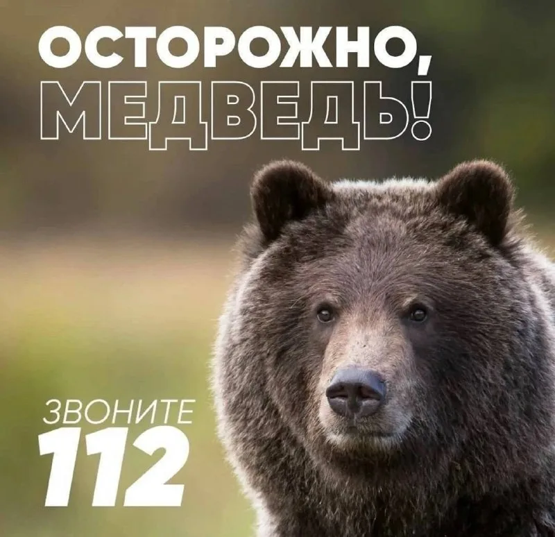 ОСТОРОЖНО!  медведи