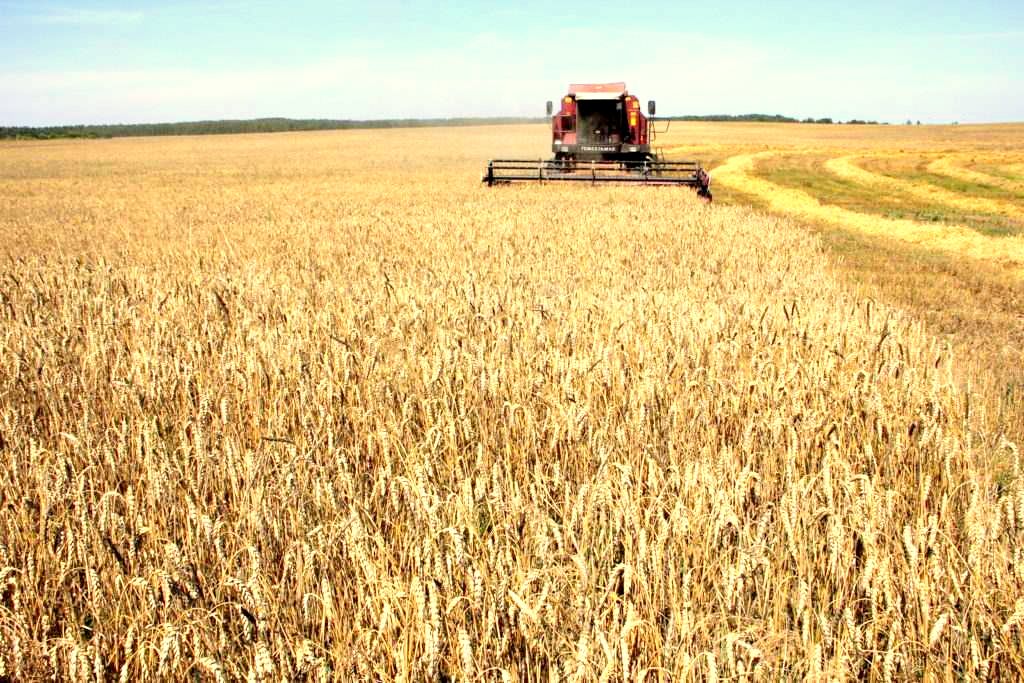 В районе убрано более 80% зерновых