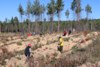 10 тысяч саженцев сосны сегодня высадили трудовые коллективы района в рамках Всероссийской акции «Сохраним лес» 
