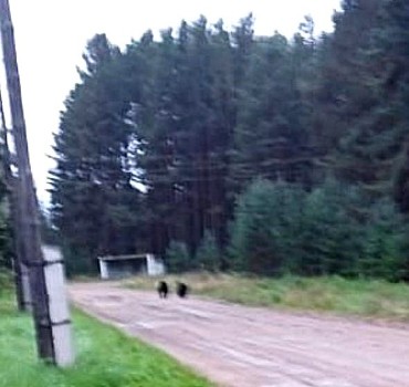 В населенных пунктах округа заметили медведей