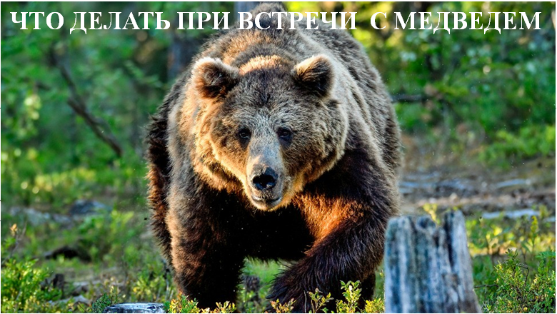 Памятка поведения при встрече с медведем 