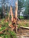 В округе из-за гроз массово возникают лесные пожары