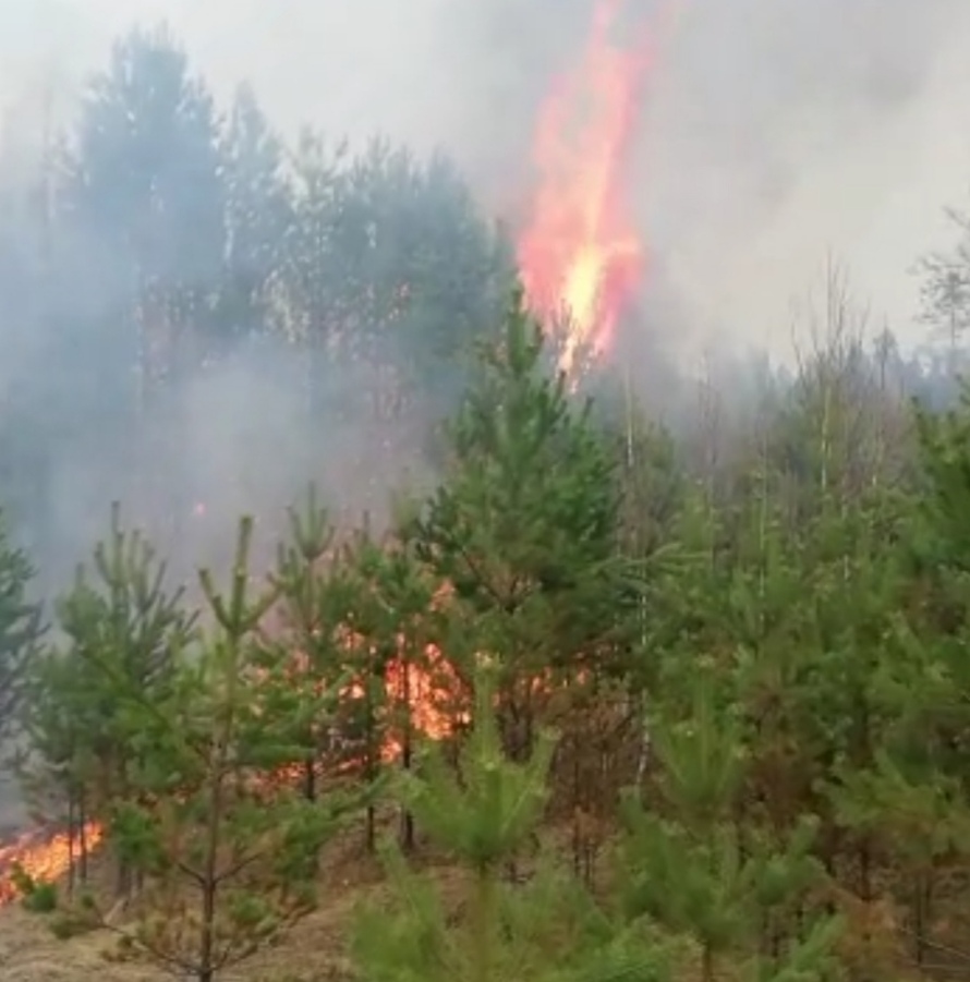 В районе зарегистрировано 12 лесных пожаров
