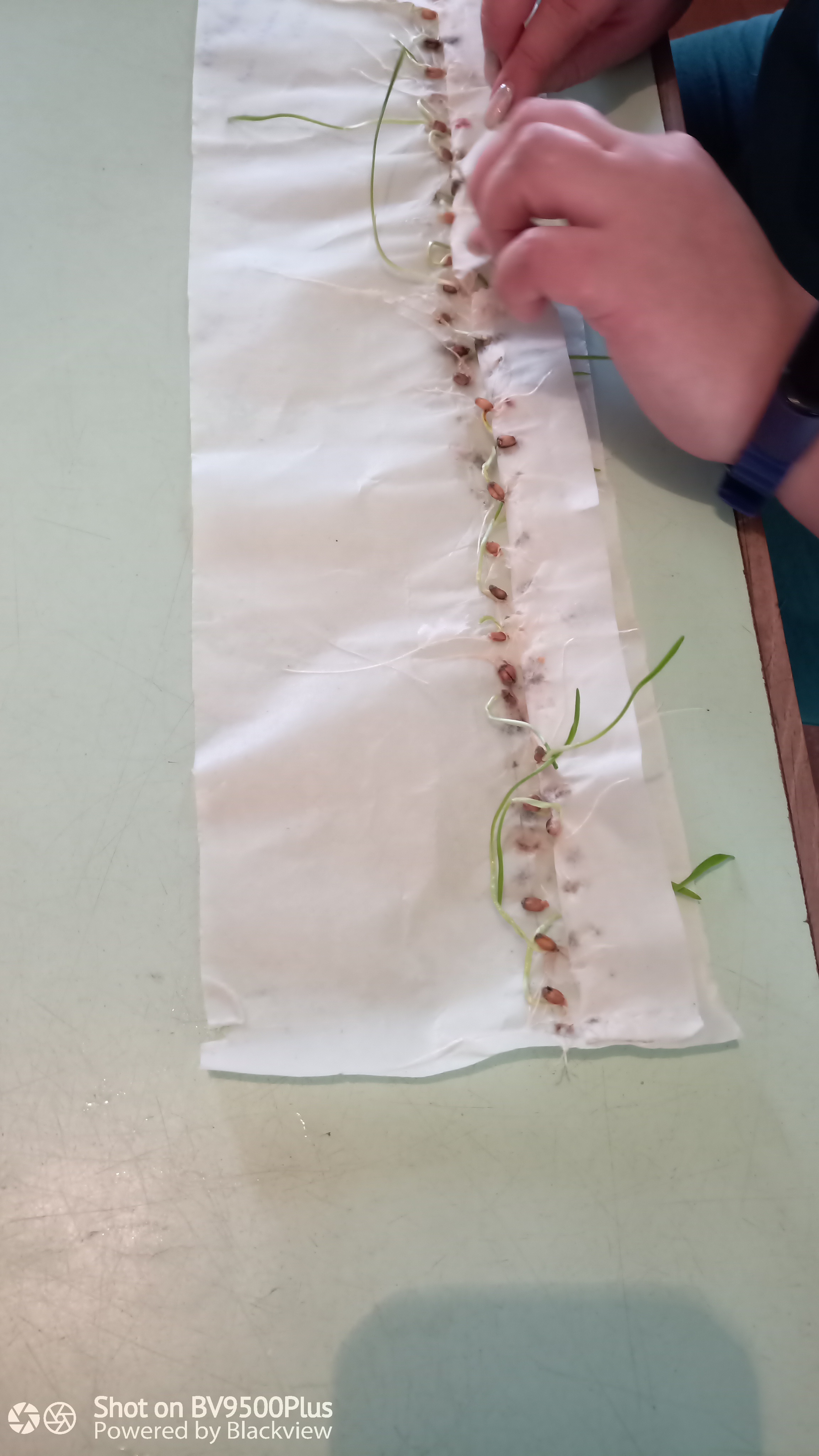 Тулунский межрайонный отдел приступил к фитоанализу семенного материала 