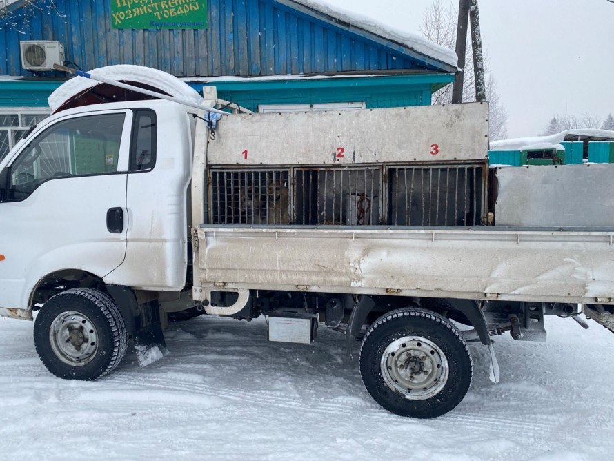 Сегодня в округе проходит очередной отлов бесхозяйных собак