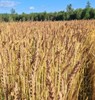 В округе стартовала уборочная кампания
