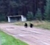 Охотники ищут медведей, испугавших жителей
