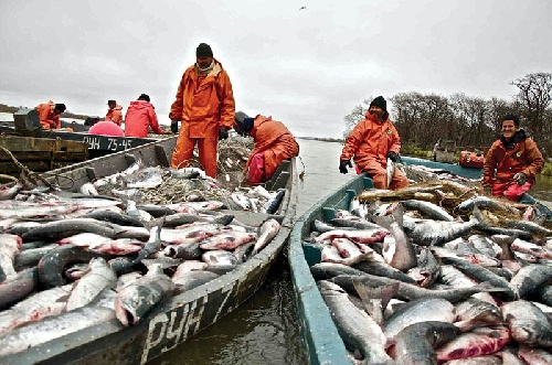 Внимание рыбодобывающих организаций и рыболовов-любителей!