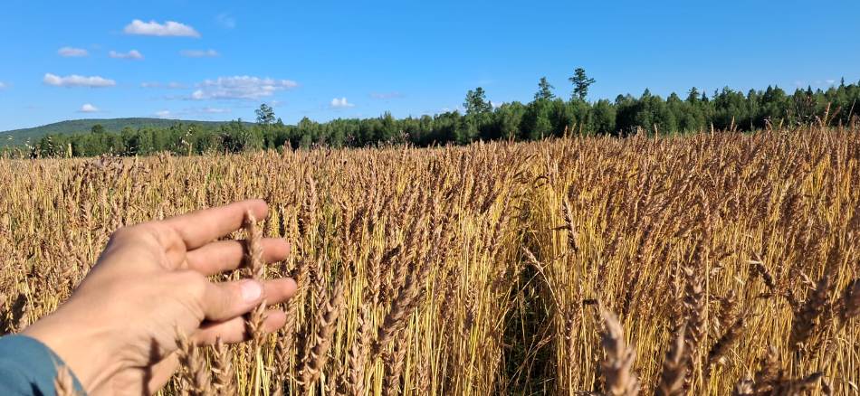 В округе стартовала уборочная кампания