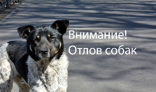 Внимание, на территории г.Железногорска-Илимского будет организован отлов собак