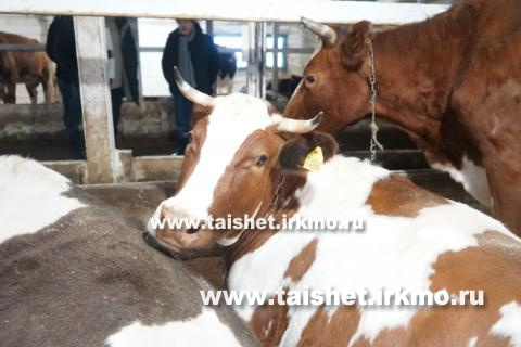 В Тайшетском  районе работает одна из крупнейших молочных ферм