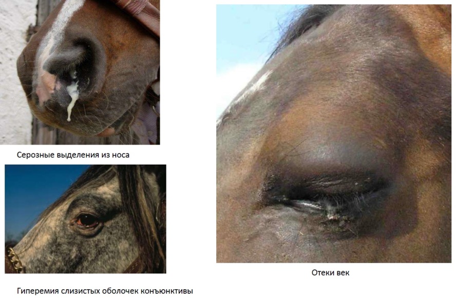 Россельхознадзор информирует: об опасных инфекционных заболеваниях КРС и лошадей