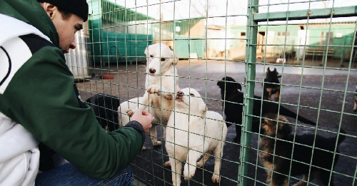   Служба ветеринарии Иркутской области продолжает работу по организации государственной помощи НКО на создание и развитие приютов для животных