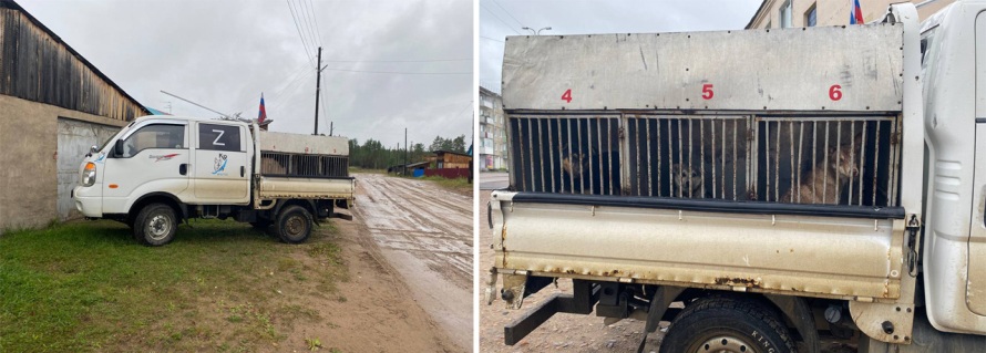 В рп. Чунский проходит отлов собак