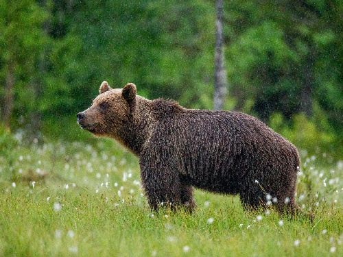 Как избежать встречи с медведем.