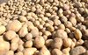 Администрация района помогла фермеру со сбытом картофеля