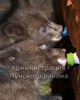 Чунских медвежат-сирот выпустили в тайгу  