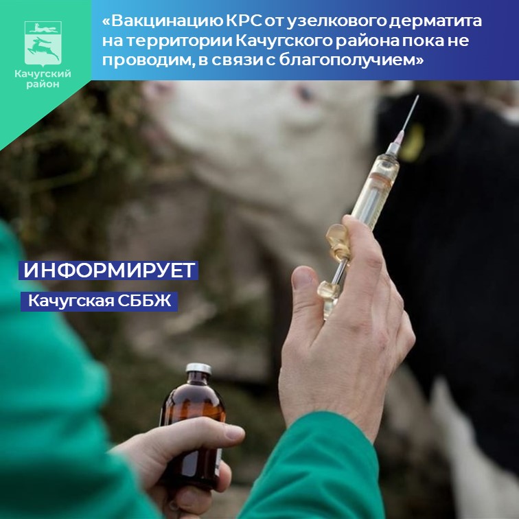 В Иркутской области проводится вакцинация КРС против узелкового дерматита